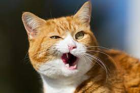 a product with variant images